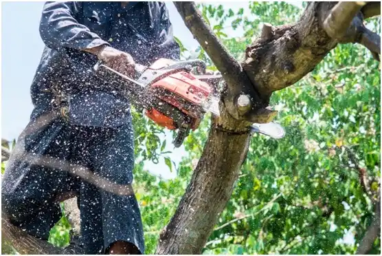 tree services Laguna Vista